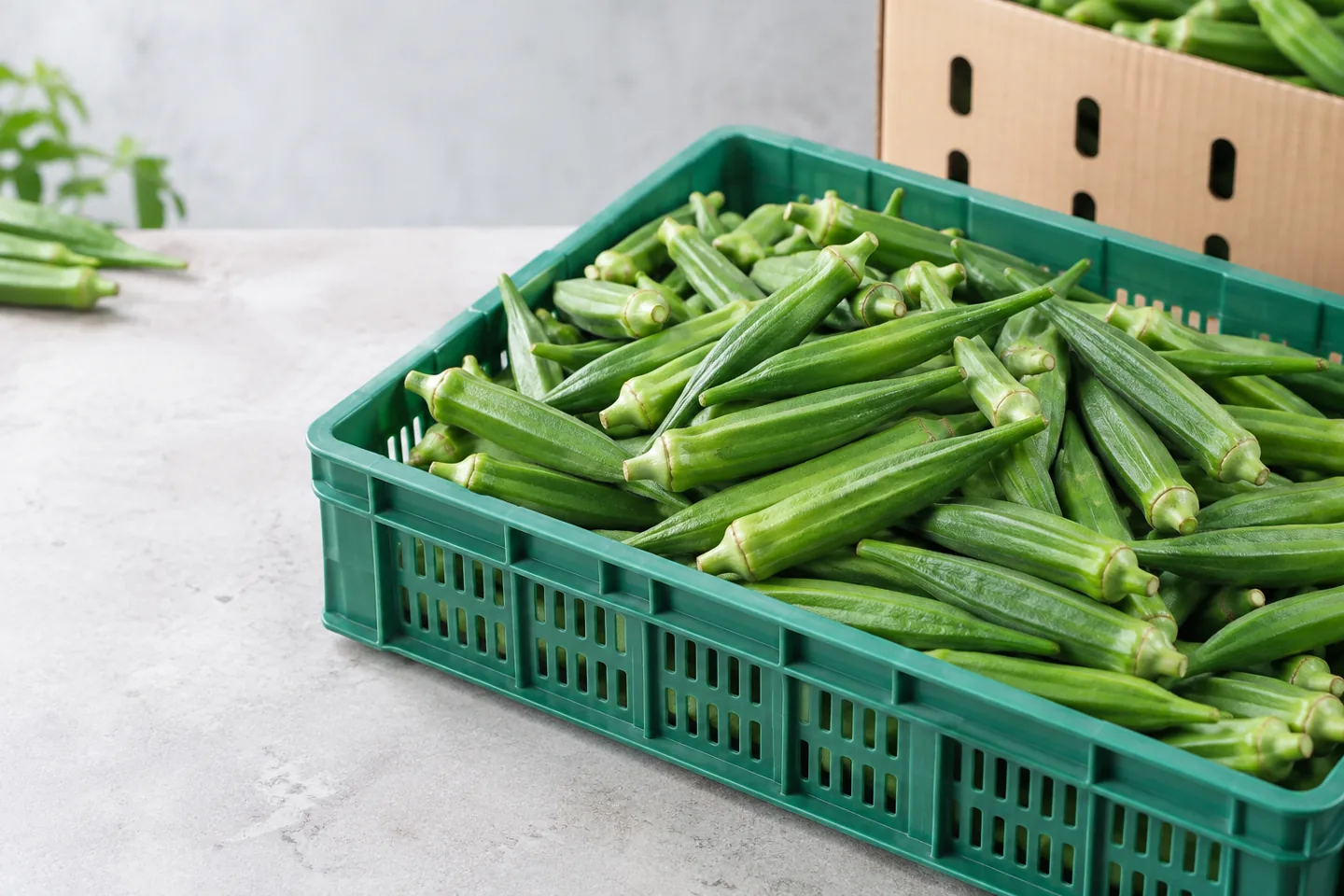 Fresh Indian okra pods in a ventilated export crate