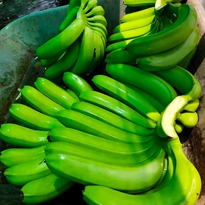 Green G9 Cavendish bananas selected for export from India