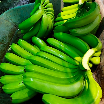 G9 Cavendish banana