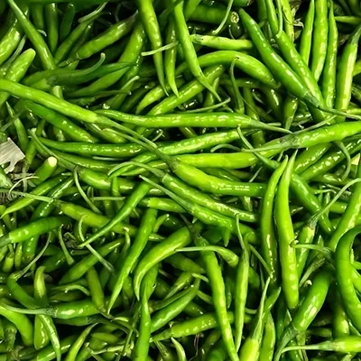 Fresh Indian green chillies graded for export packing