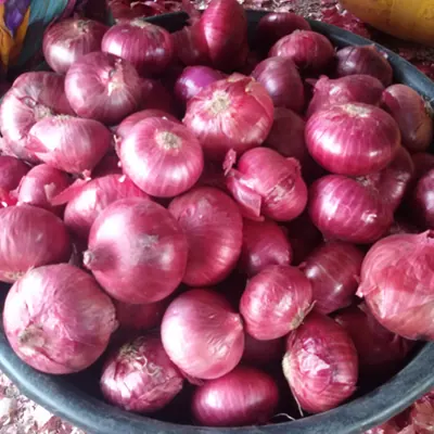 Graded Nashik red onions supplied in bulk from India