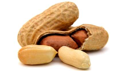 Indian Bold and Java groundnut kernels for export — AL NOOR EXIM, Gujarat