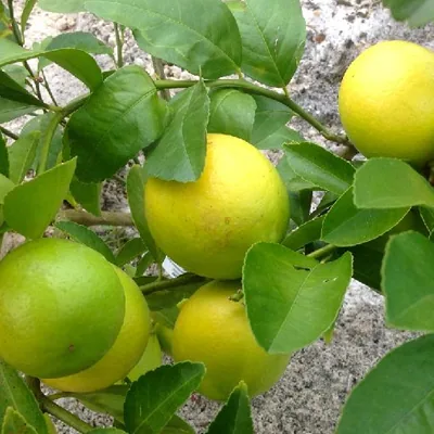 Fresh Indian lemons and Kagzi limes prepared for export