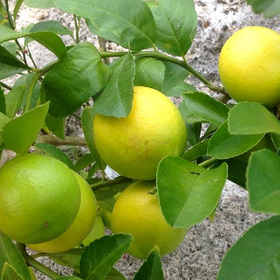 Indian lemon and lime