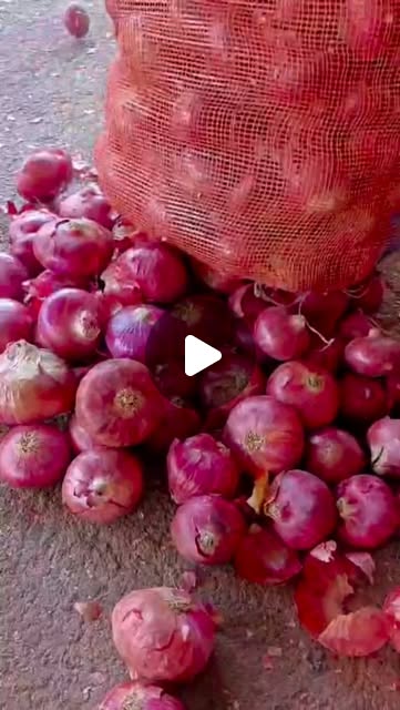 Indian red onion Leno bag shown for international importer guidance