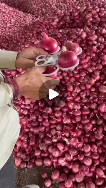 Indian red onions checked using onion size grading rings